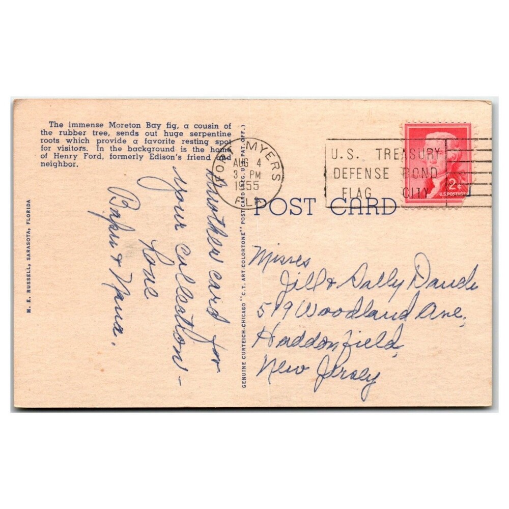 Moreton Bay Fig Tree Henry Ford Edison Home Fort Myers FL 1955 Postcard - Picture 2 of 2